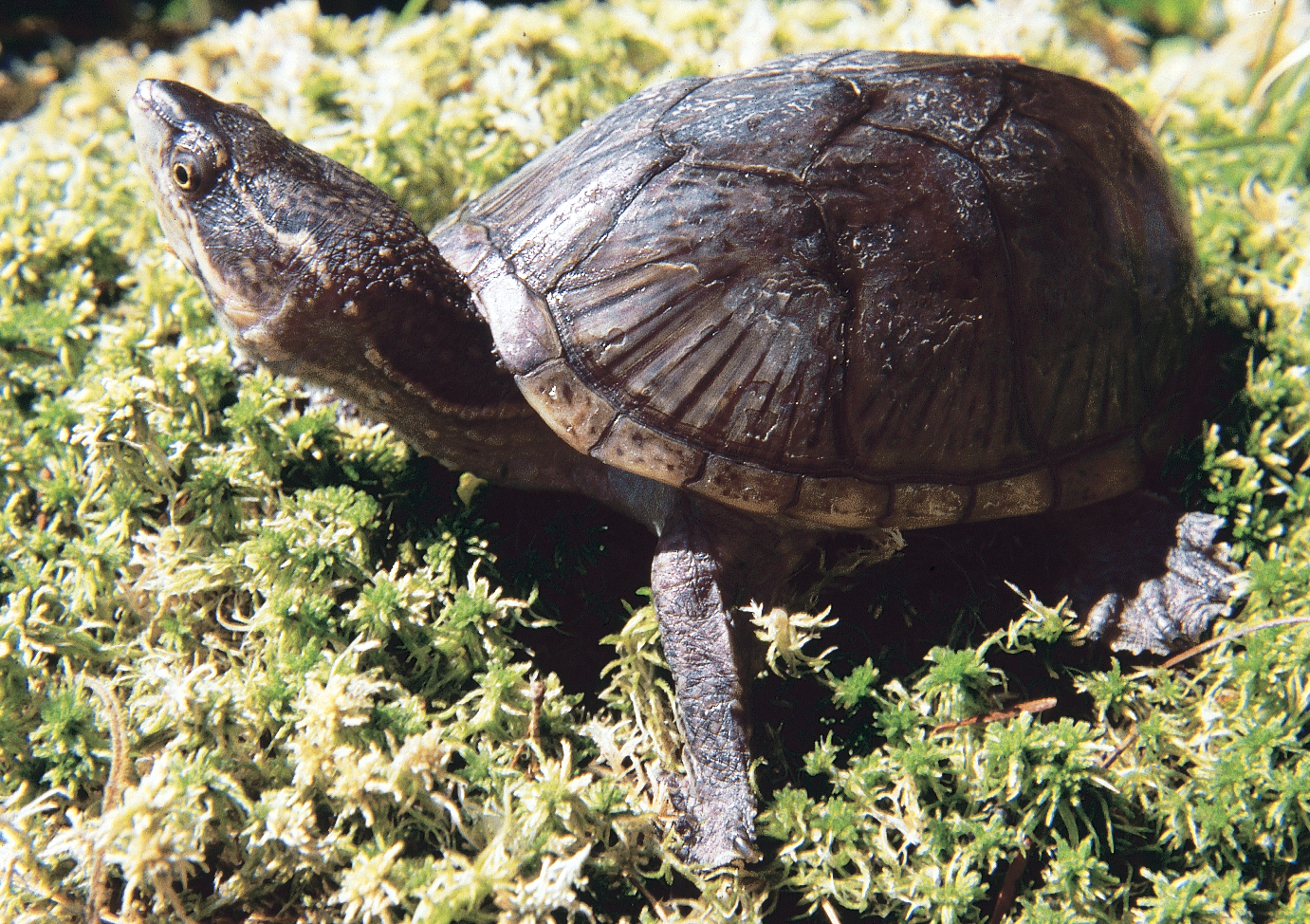 <table><tbody><tr><td colspan="1" rowspan="1"><p><br>Eastern Musk Turtle</p></td></tr></tbody></table>
