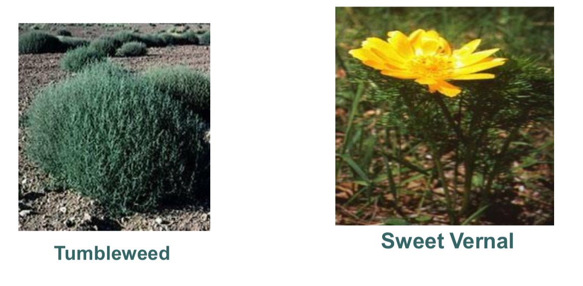 <ul><li><p>most abundant are plants called <strong>Bunch</strong> <strong>grasses</strong>, fine bladder grasses that grow in clumps to preserve water</p></li><li><p>Ex: Tumbleweed, Sweet Vernal </p></li></ul>