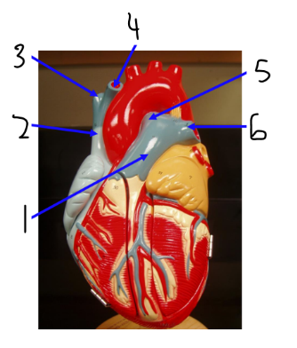 <p><span><span>Does blood vessel 1 carry oxygenated or deoxygenated blood?</span></span></p>