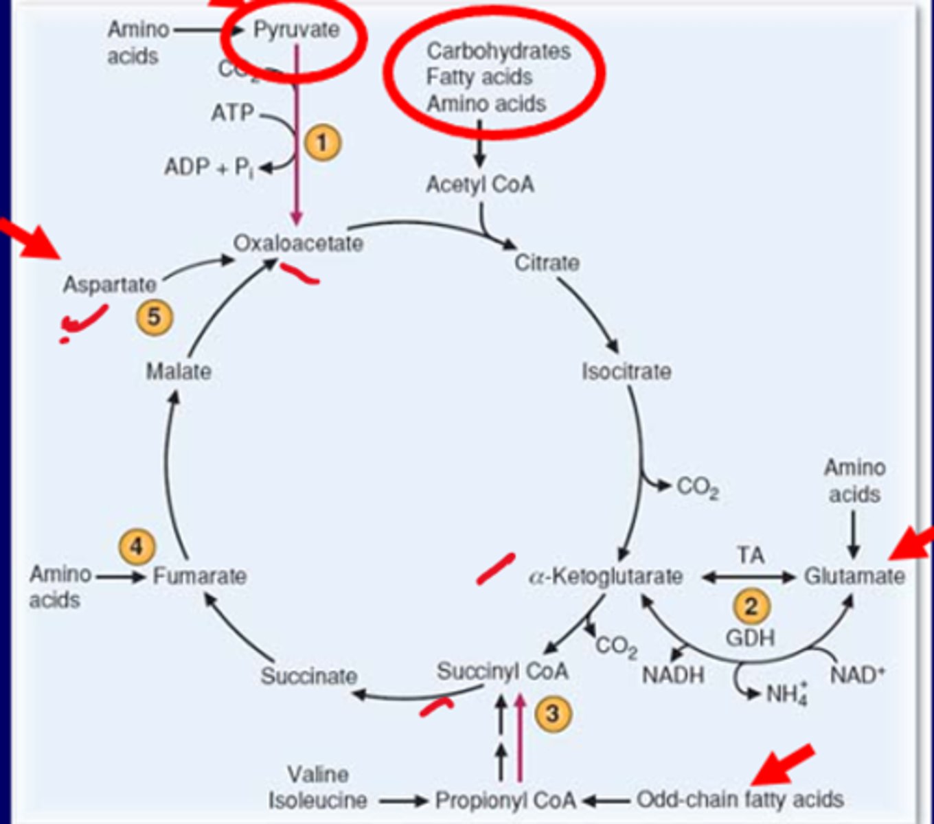 <p>-keeping the TCA cycle running<br>-generates OAA <br>-filling up pathways when deletion of any intermediate occurs<br><br>Aspartate also similar to pyruvate, one nitrogen difference<br>Glutamate uses TA (transaminase) move amino group from glutamate to make aKG<br>AAs make fumarate</p>