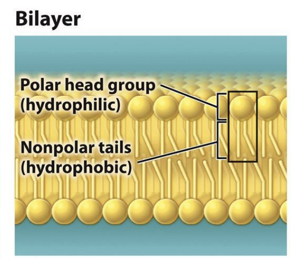<ul><li><p><span style="background-color: inherit; line-height: 19.55px; color: windowtext;"><span>Heads small: form bilayer structure</span></span><span style="line-height: 19.55px; color: windowtext;"><span>&nbsp;</span></span></p><ul><li><p class="Paragraph SCXO5677968 BCX0" style="text-align: left;"><span style="background-color: inherit; line-height: 19.55px; color: windowtext;"><span>Typical cell membrane structure</span></span></p></li><li><p class="Paragraph SCXO5677968 BCX0" style="text-align: left;">two hydrophobic tails<span style="line-height: 19.55px; color: windowtext;"><span>&nbsp;stuck inside layers</span></span></p></li></ul></li></ul><p></p>