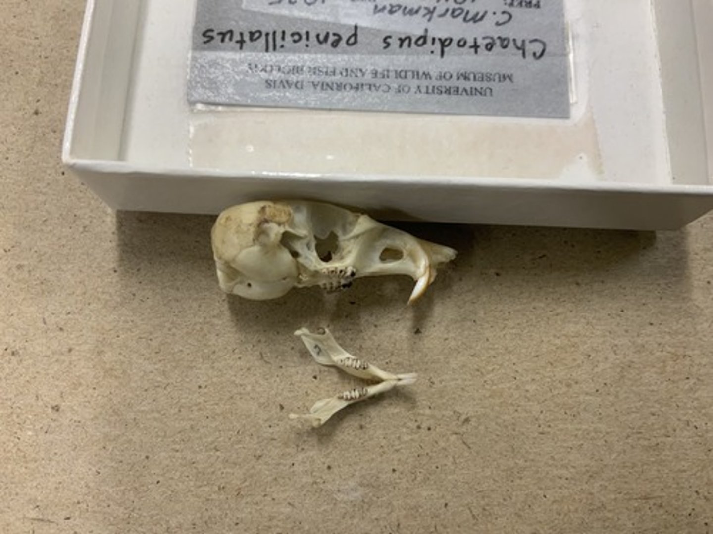 <p>Family, Suborder, Order, Infraclass, Subclass</p><p>-nasal bones extend past I</p><p>-infraorbital foramen large, side view (pseudomyomorphus)</p>