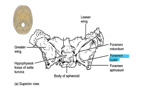 <p>foramen ovale</p>