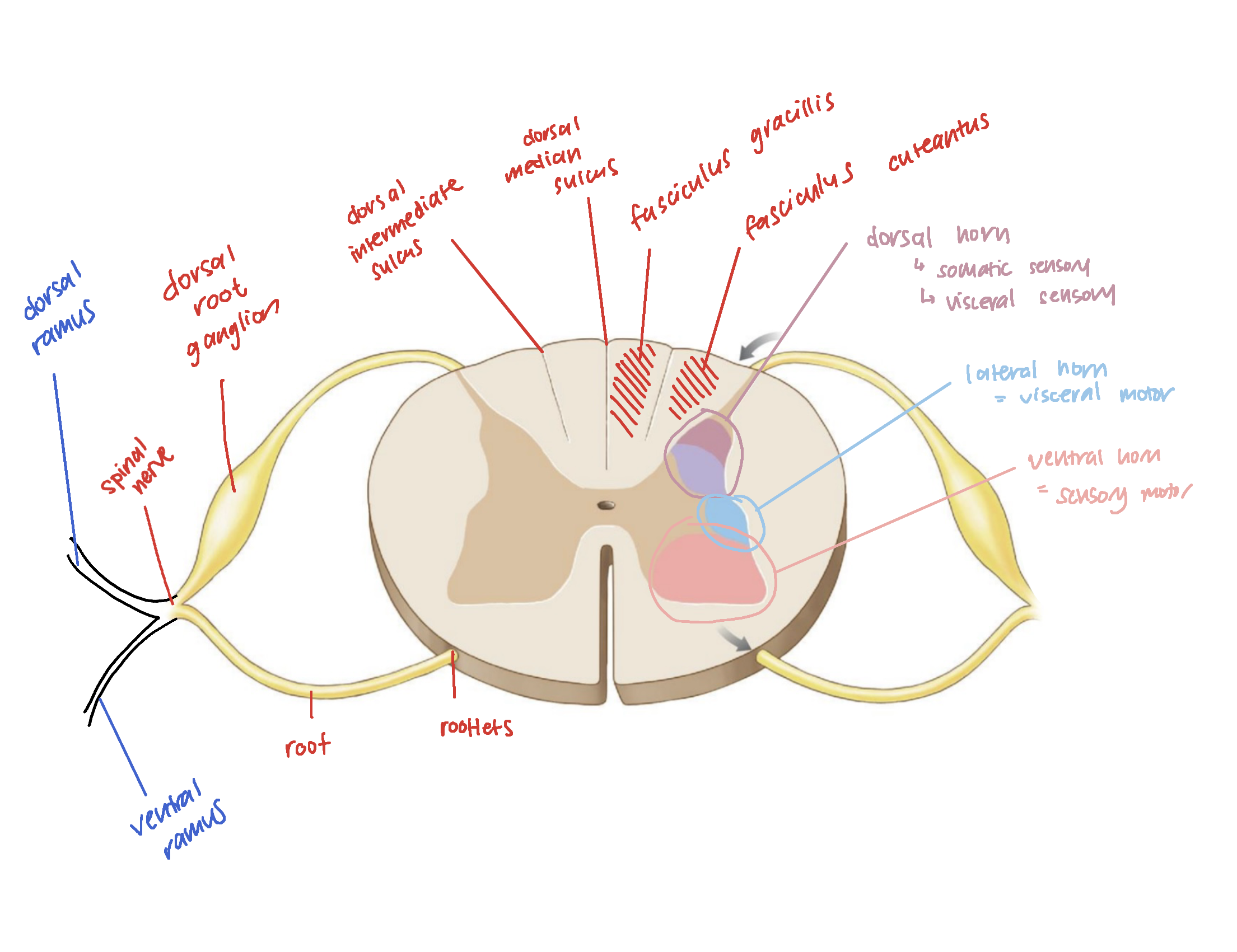 knowt flashcard image