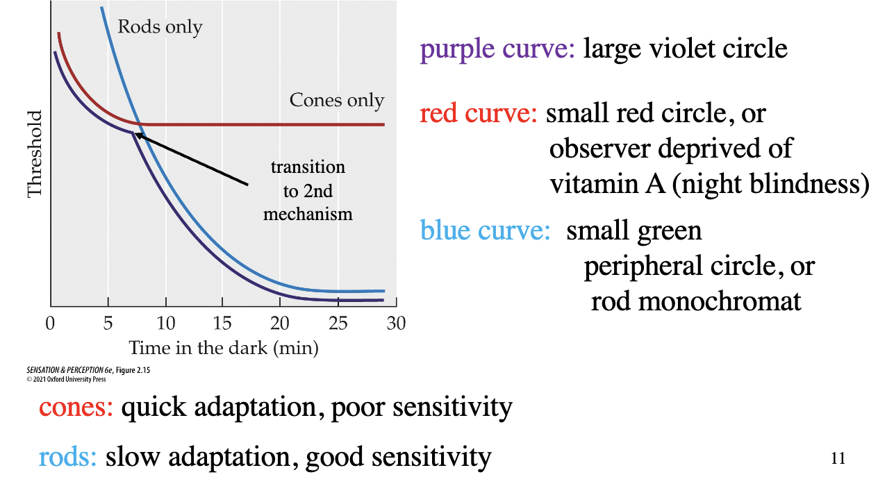 <p>participant adapts to bright light → lights then turned off - frequently measure absolute threshold for circles for 30 mins (large violet circle, small red circle, small green peripheral circle)</p><ul><li><p>cones: quick adaptation (then saturation), poor sensitivity</p></li><li><p>rods: slow adaptation, good sensitivity</p></li><li><p>purple curve = change in threshold intensity to detect a spot (represents the more sensitive of the rods or cones at a given time)</p></li></ul><p></p>