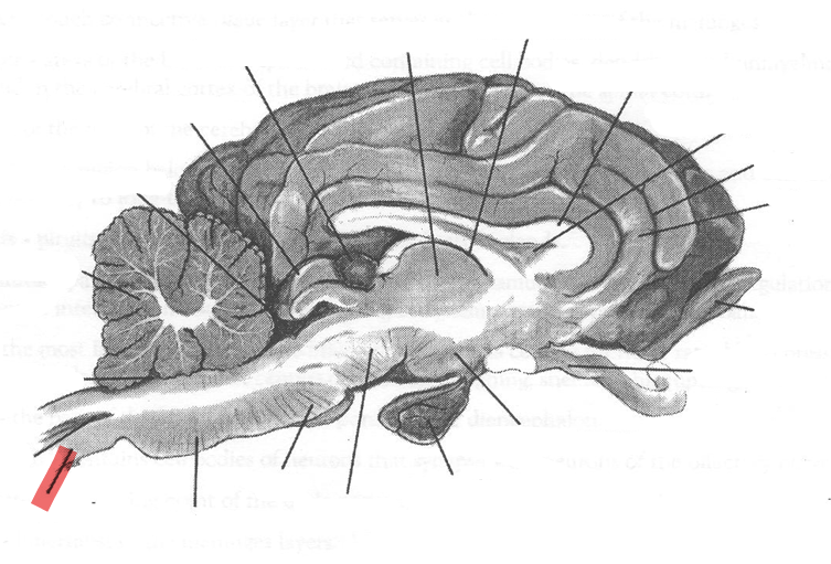 <p>Identify highlighted arrow</p>