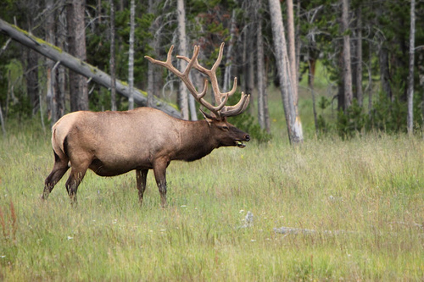 <p>What is this animal?</p>