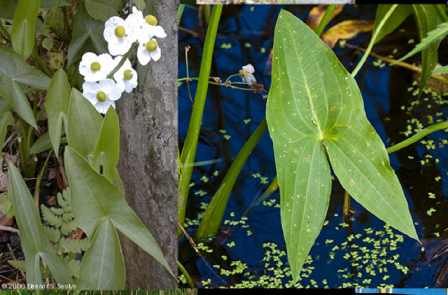 <ul><li><p>aquatic emergent</p></li></ul><p>Genus</p>