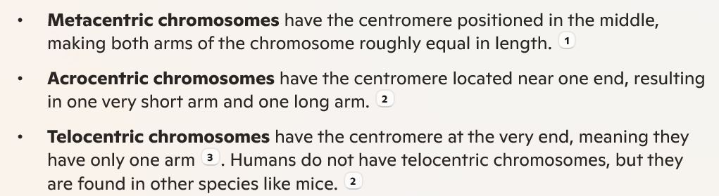 <p>no</p><ul><li><p>can be Metacentric, </p><p>acrocentric, telocentric</p></li></ul><p></p>