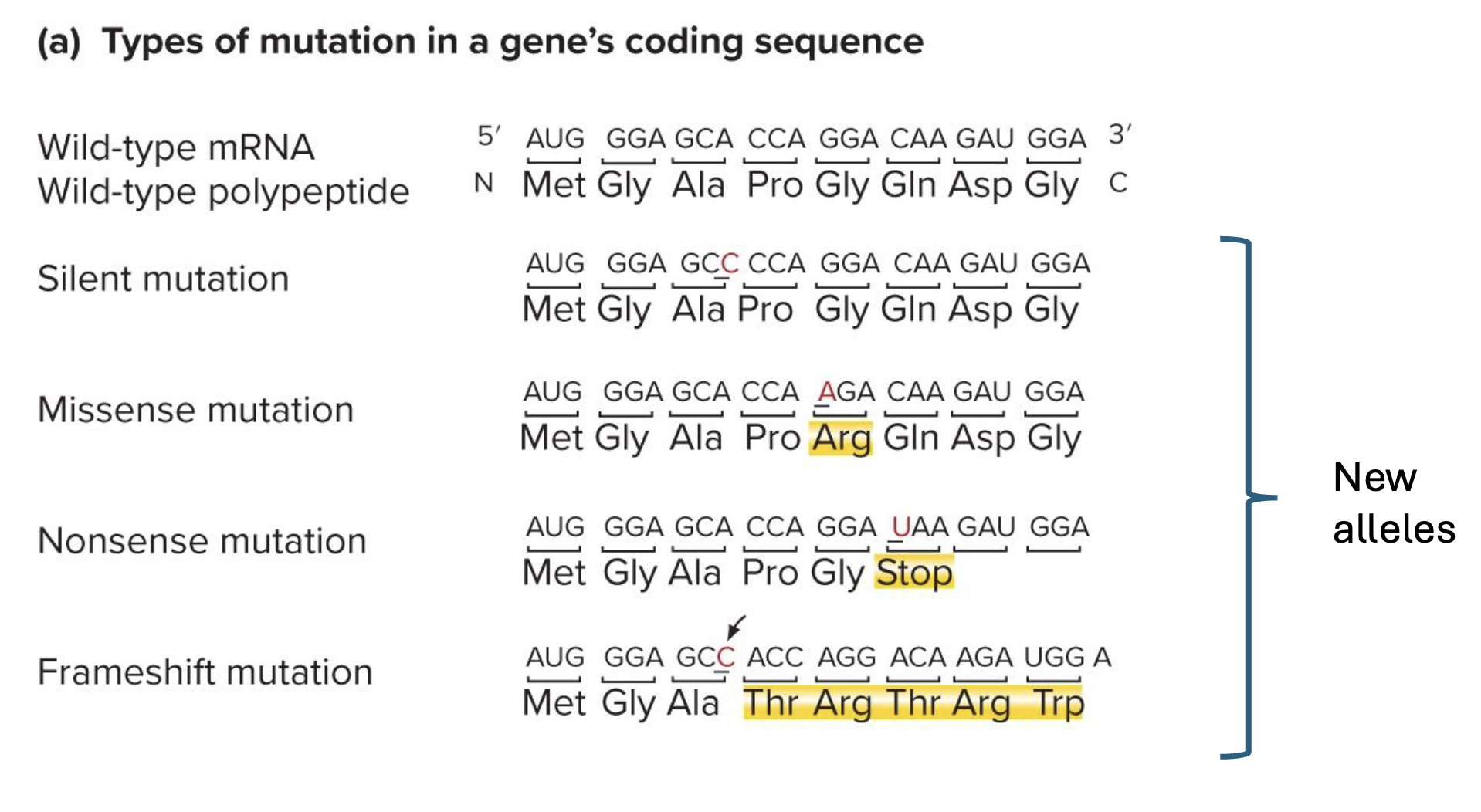 <p>all result in new alleles (even if silenc bc new sequence is diff) </p>