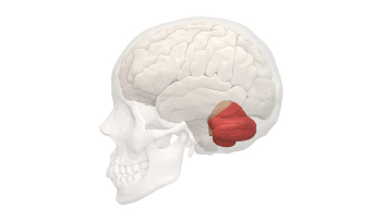 <p>Cerebellum </p>