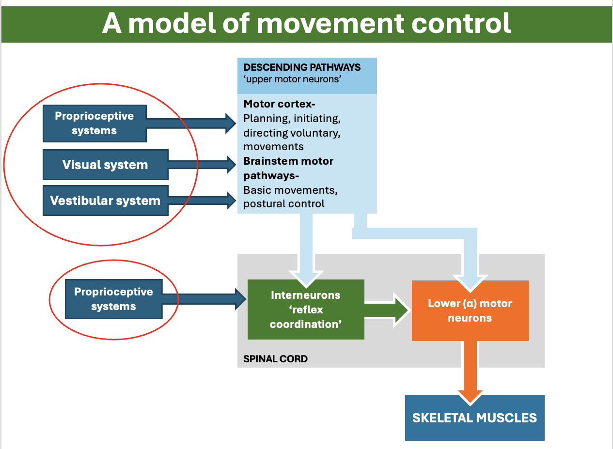 <p>You can use your visual system for proprioception! to find out where your limbs are. </p><p>The proprioceptive system, visual system and vestibular system all play important roles in the nervous coordination</p>
