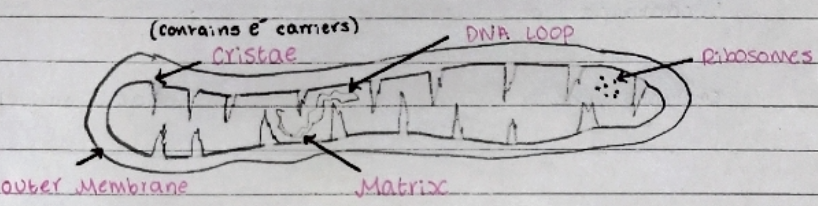 * The site of **aerobic** **respiration** where **ATP** is produced.

\
* Mitochondria have a double membrane - the inner one is highly folded into **cristae** which contain **electron carrier** proteins.

\
* Inside is the **matrix**, which contains **enzymes** involved in **respiration**.

\
* Contains its own **DNA** and **ribosomes** in order to duplicate in cell division.