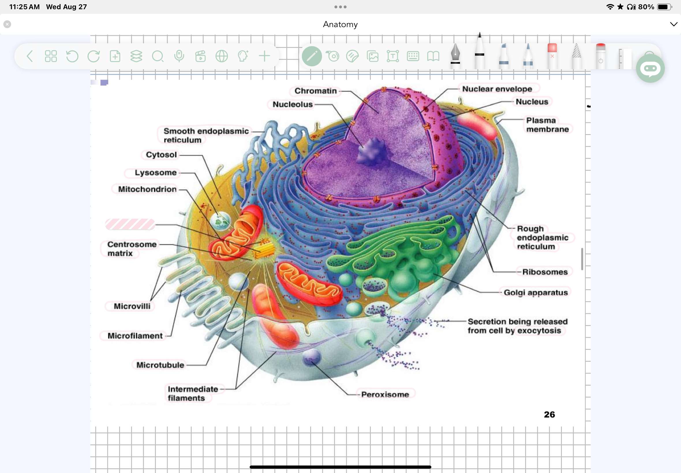 term image