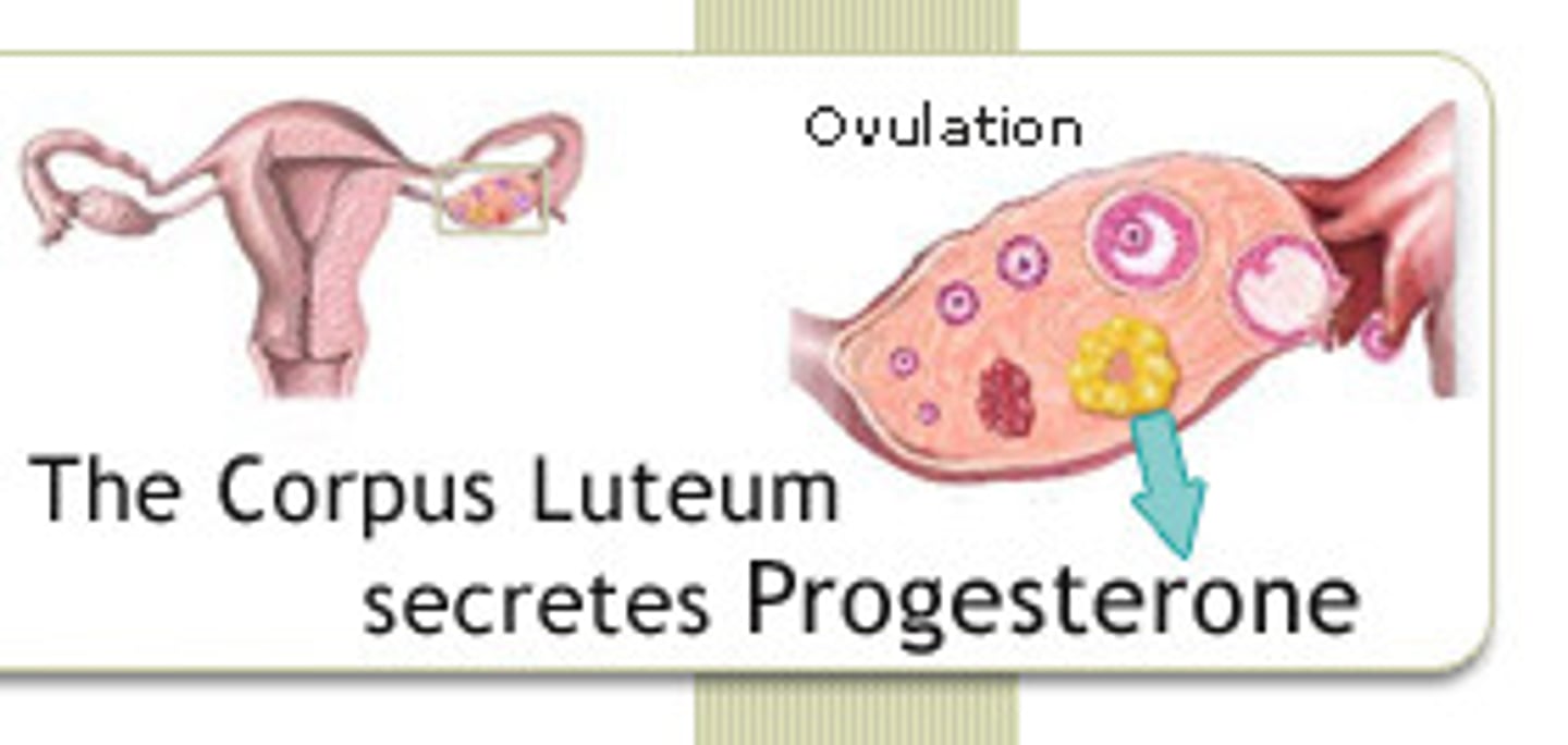 <p>hormone produced by the corpus luteum in the ovary and the placenta of pregnant women. Maintains the lining of the endometrium</p>