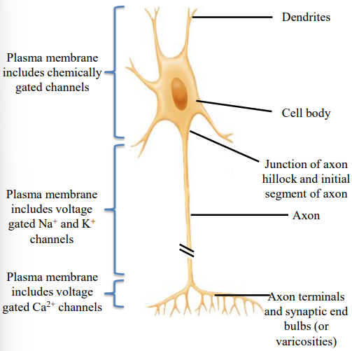 <ul><li><p>Propagates (conducts) nerve impulses from initial segment (or from dendrites of sensory neurons) to axon terminals in a self-reinforcing manner</p></li><li><p>Impulse amplitude does not change as it propagates along the axon.</p></li></ul><p></p>
