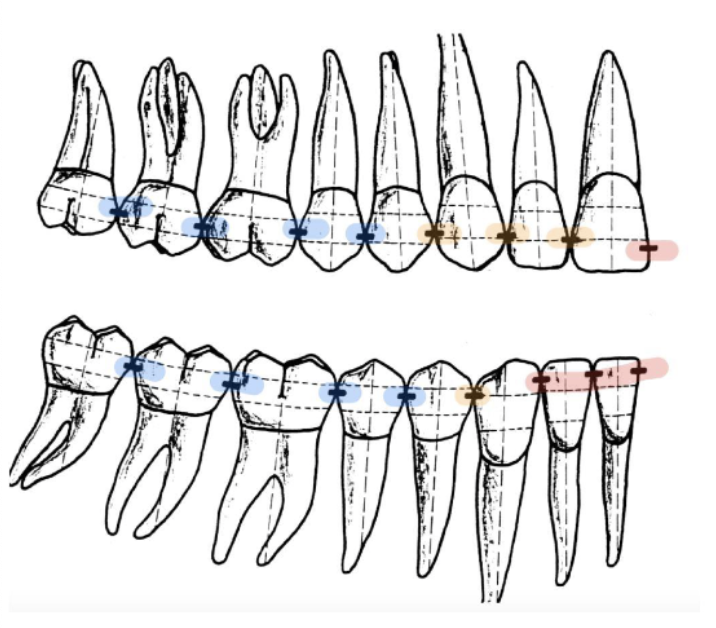 <p>cervically</p>
