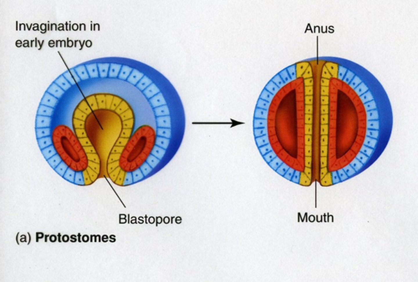 <p>Organisms in which the blastopore becomes the mouth. "mouth first"</p>