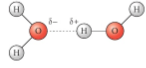 <p>Ephemeral attraction between water molecules. The oxygen bonds to one of the hydrogens. </p>