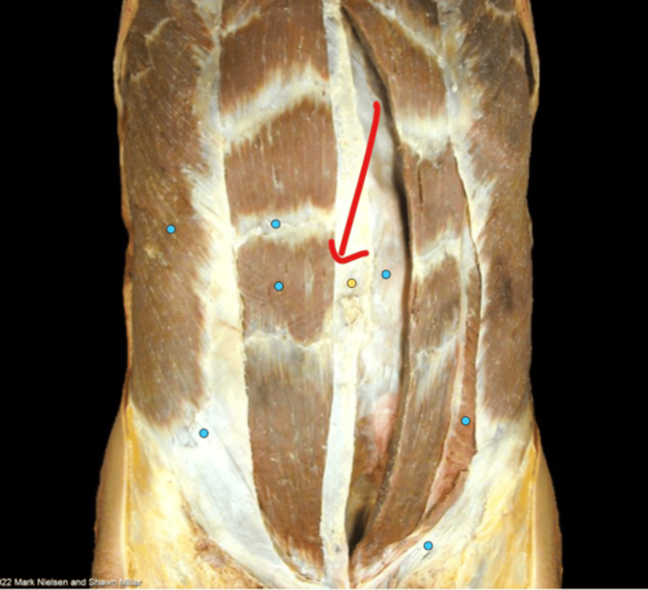 knowt flashcard image