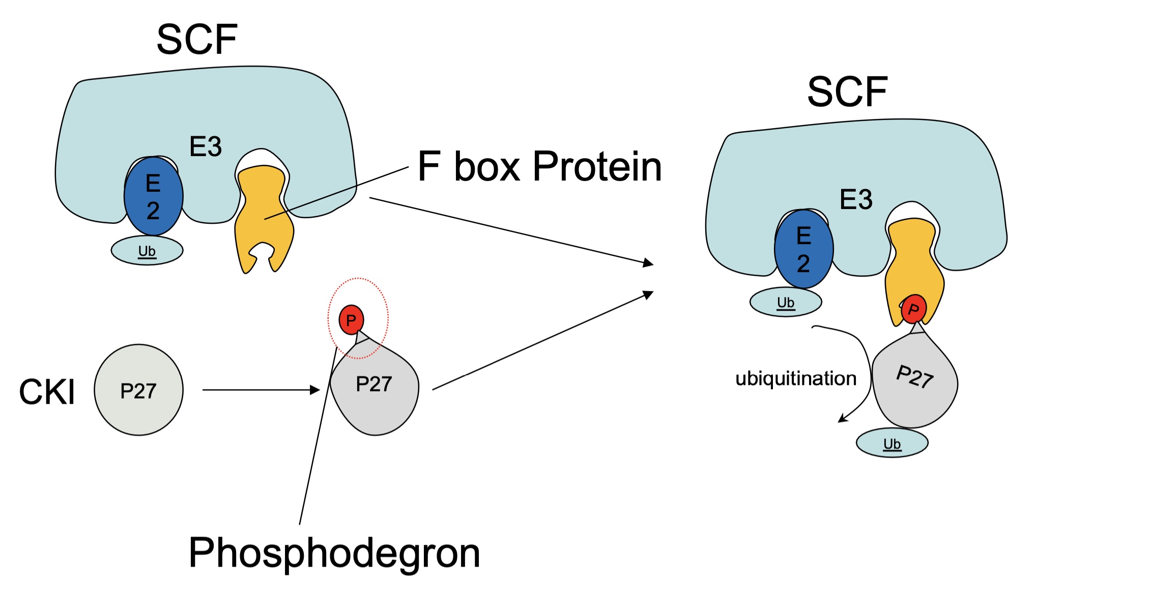 <p>SCF key substrate = F box protein </p><p>when substrates/protein (e.g CKI) are <strong>phosphorylated (= phosphodegron)</strong> it signifies a&nbsp; signal for degradation</p><p>F box bound to E3 SCF will recognise the phosphodegron and induce <strong>Ub</strong> by E2 → target protein (e.g CKI) degradation&nbsp;</p><p> </p>