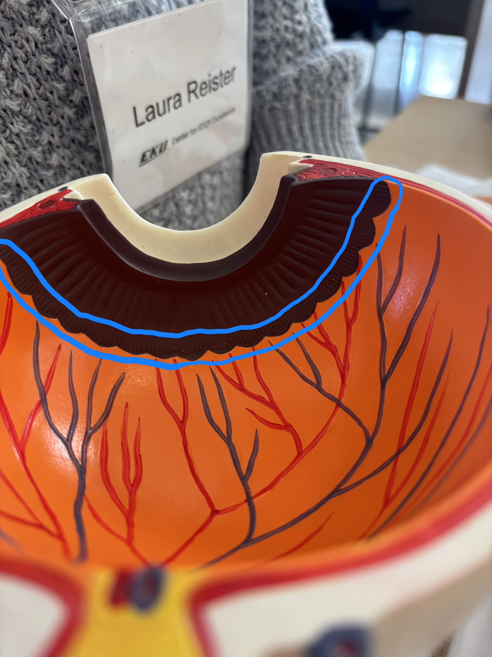 <p>What structure is this?</p>