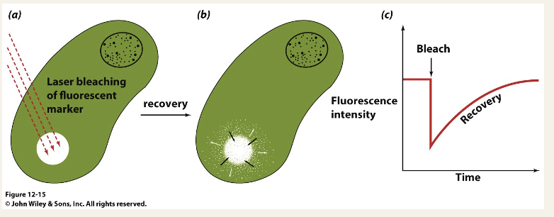 <ul><li><p>a fluorescent molecule is added to the plasma membrane </p></li><li><p>an intense laser beam is used to ‘bleach’ a membrane spot - destroys the fluorphore </p></li><li><p>the recovery of fluorescence in the bleached spot is due to diffusion of intact fluorescent molecules into the area - Fluorescence Recovery After Photobleaching (FRAP) </p></li></ul><p></p>