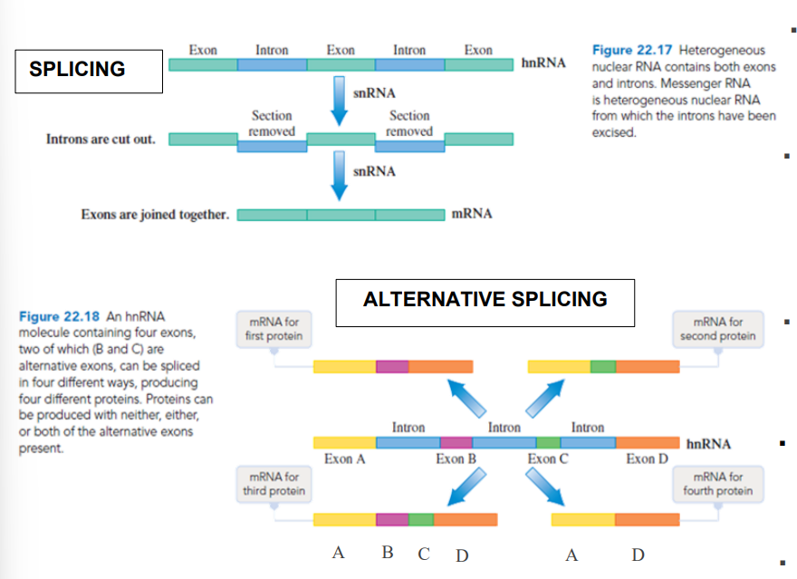 <ul><li><p>SPLICING —  removal of introns</p></li><li><p>ALTERNATIVE SPLICING — exons from the same gene are joined in different combinations, leading to different, but related, mRNA transcripts</p></li></ul><p></p>