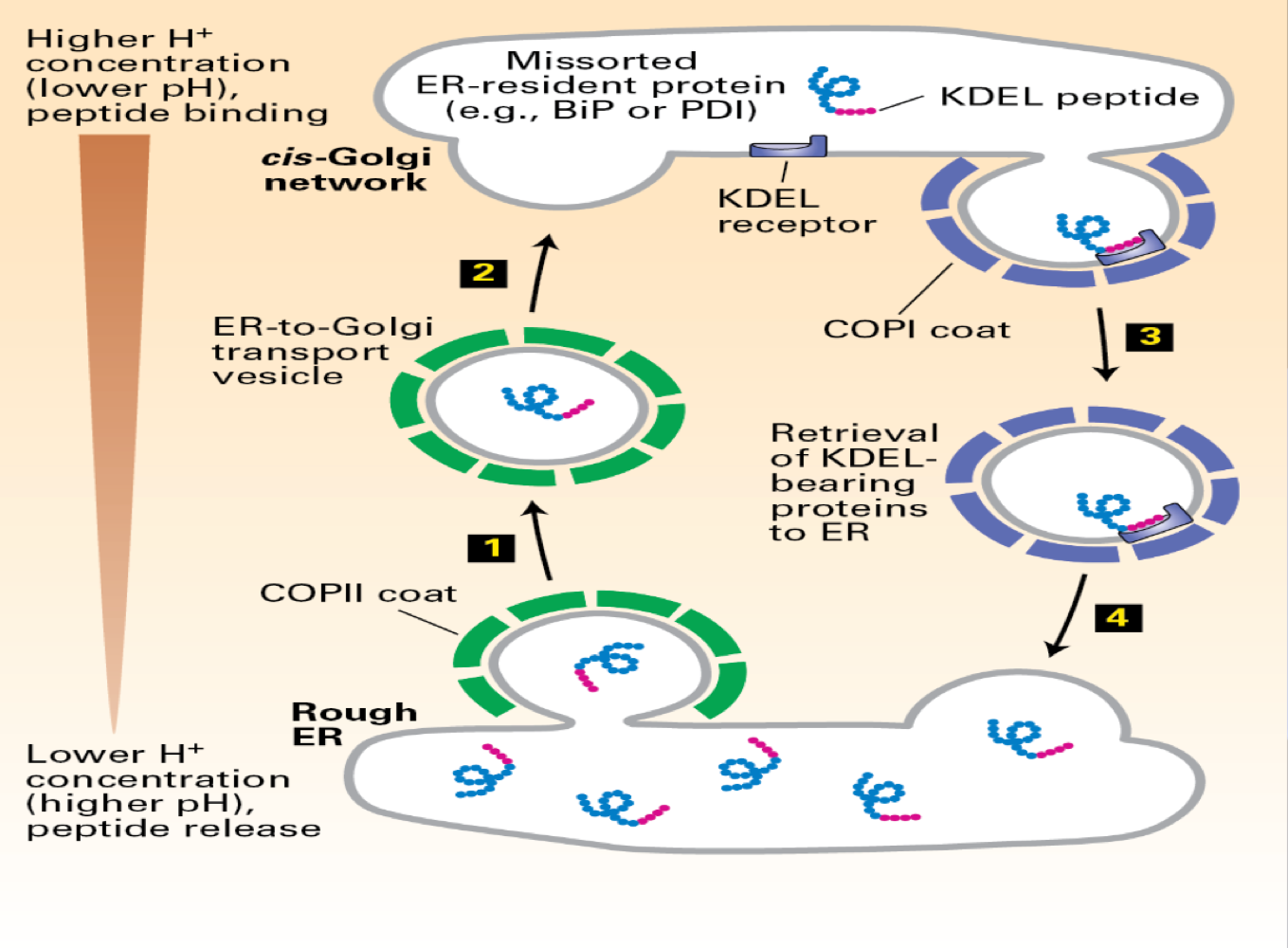 <ul><li><p><span>V-snare and T-snare - cofeis the specifity </span></p></li><li><p><span>COP II vesicles --> antergrade</span></p></li><li><p><span>COP I vesicles --> retrgrade </span></p></li></ul><p></p>