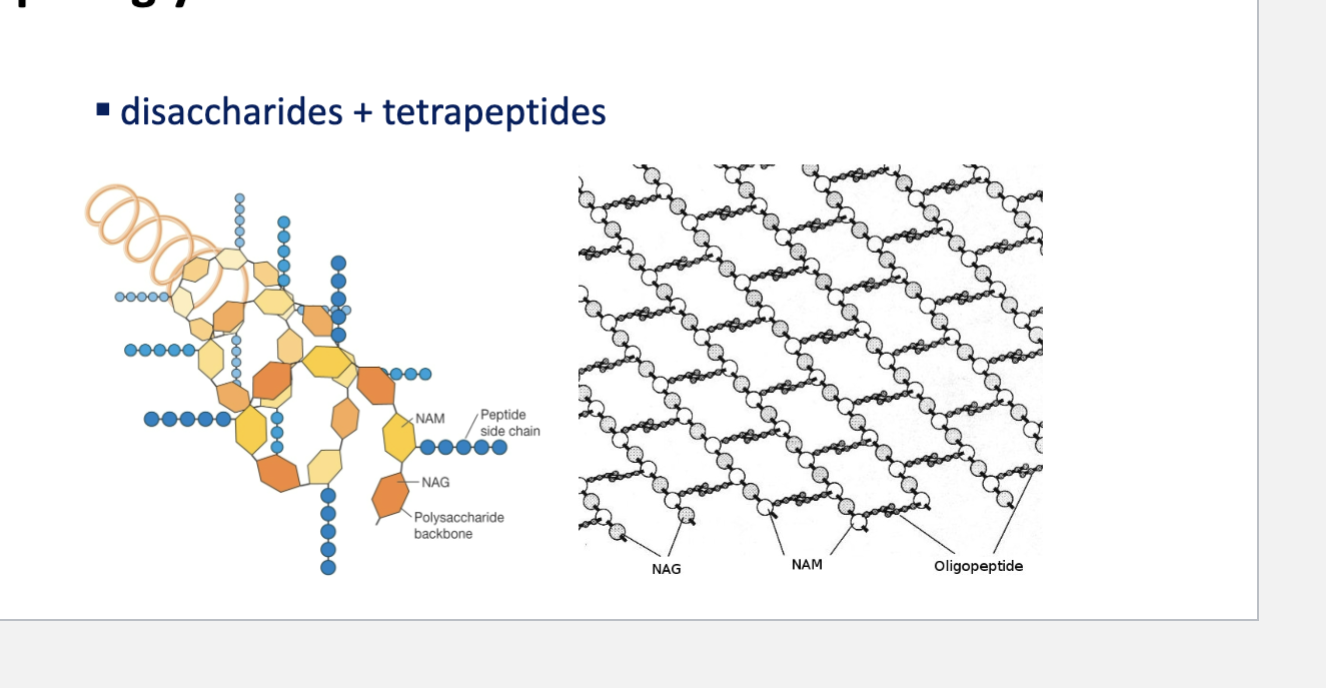 <p>disaccharides + tetrapeptides</p>