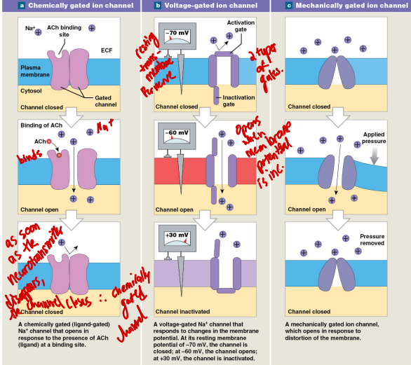 <p>What are voltage regulated channels? aka: voltage gated channels</p>