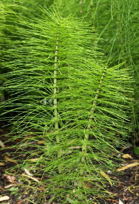 <p><em>Equisetum spp.</em></p>