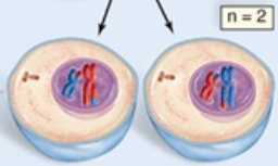 <p>This is the final stage (and end product) of which cellular division process?</p>