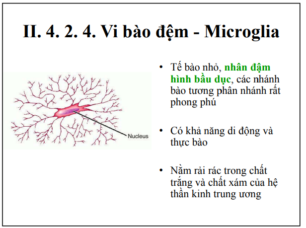 <p>Tế bào nhỏ, nhân đậm hình bầu dục, phân nhánh rất phong phú</p><p>Có thể di chuyển và thực bào</p><p>Nằm rải rác trong chất xám và chất trắng</p>