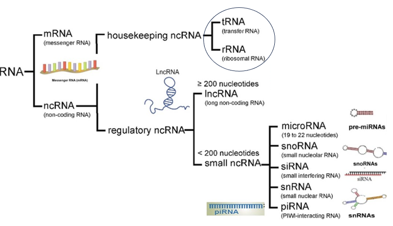 <ul><li><p><span style="font-family: &quot;Microsoft Sans Serif&quot;;">Messenger RNA (mRNA):</span></p><ul><li><p><span style="font-family: &quot;Microsoft Sans Serif&quot;;">Information transfer from genes to proteins.</span></p></li></ul></li><li><p><span style="font-family: &quot;Microsoft Sans Serif&quot;;">Ribosomal RNA (rRNA):</span></p><ul><li><p><span style="font-family: &quot;Microsoft Sans Serif&quot;;">Ribosome structure.</span></p></li><li><p><span>These complex structures physically move along an mRNA molecule, catalyze the assembly of amino acids into protein chains. They also bind tRNAs and various accessory molecules necessary for protein synthesis.</span></p></li></ul></li><li><p><span style="font-family: &quot;Microsoft Sans Serif&quot;;">Transfer RNA (tRNA):</span></p><ul><li><p><span style="font-family: &quot;Microsoft Sans Serif&quot;;">Informational adaptor needed for translation.</span></p></li><li><p><span>RNA consisting of folded molecules which transport amino acids from the cytoplasm of a cell to a ribosome</span></p></li></ul></li><li><p><span style="font-family: &quot;Microsoft Sans Serif&quot;;">Regulatory RNAs:</span></p><ul><li><p><span>Non-coding RNA which does not lead to any proteins. In the form of RNA, they can regulate the expression of other genes.</span></p></li><li><p><span>MicroRNAs (miRNAs): a small regulatory RNA that helps silence genes through RNA interference.</span></p></li></ul></li></ul><p></p>