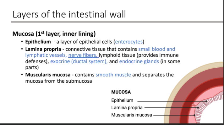 <p>smooth muscle; the mucosa from the submucosa</p>