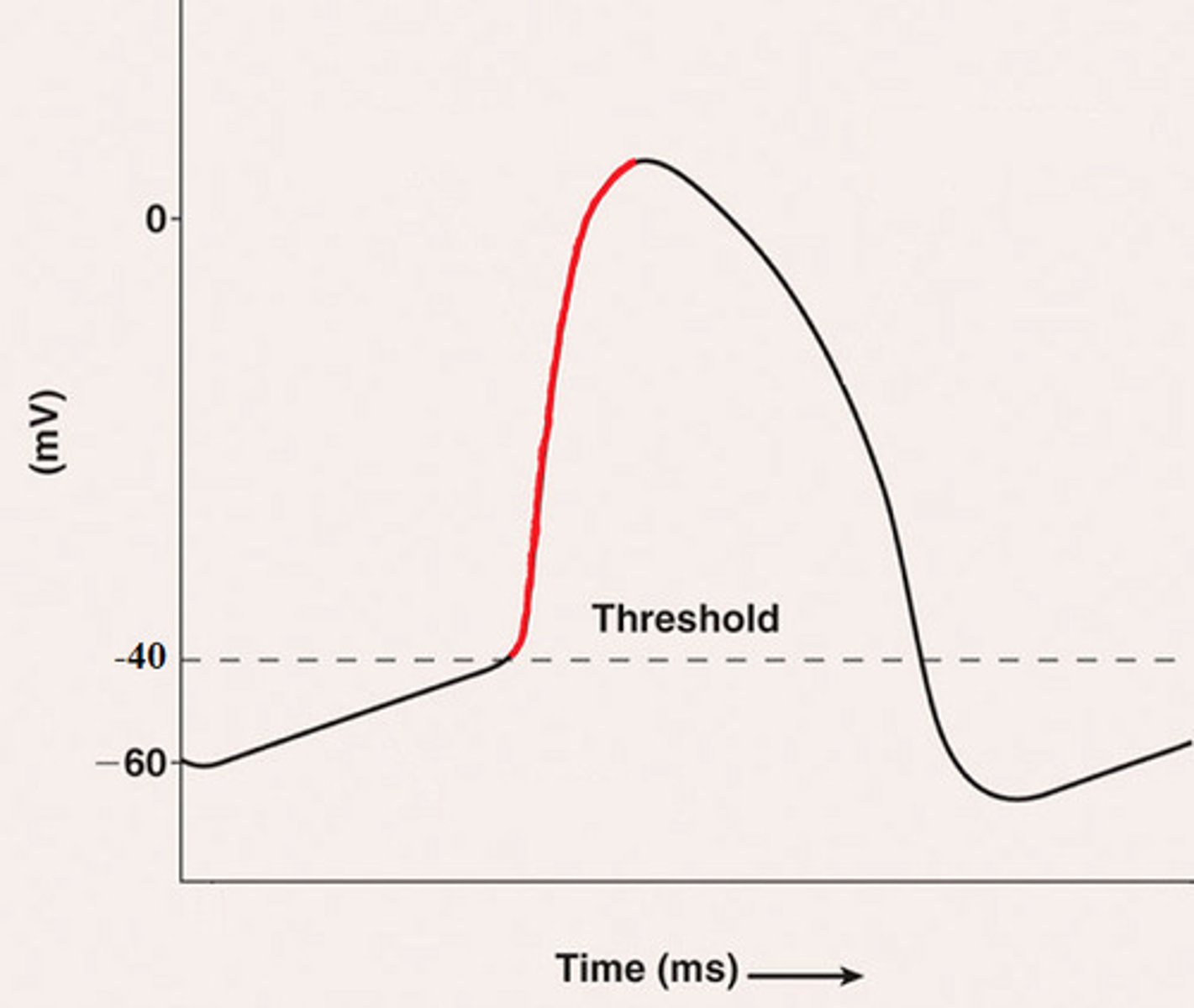 <p>- -55 to +40 mV</p><p>-the membrane potential rapidly INCREASES as Na+ FLOWS IN</p>