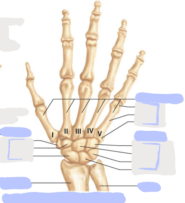 <p>Posterior View of the Right Hand</p>