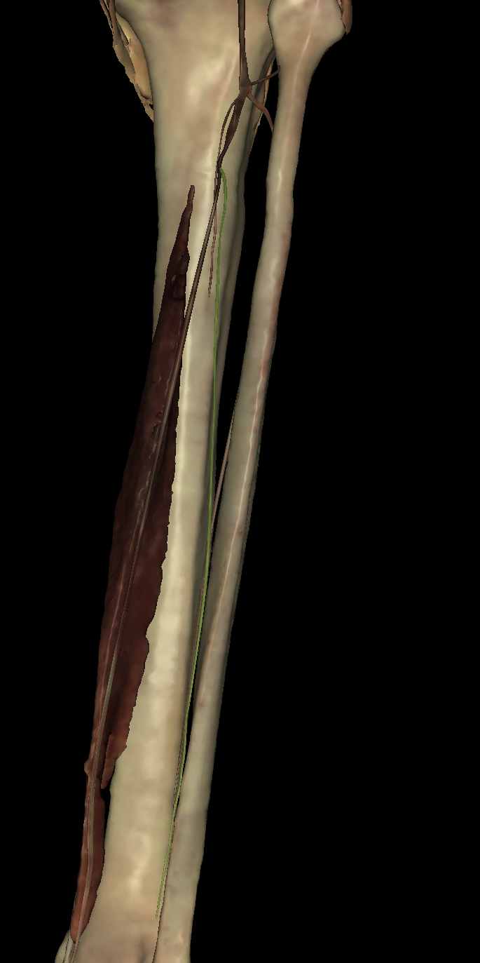 <p>Identify the Structure</p>
