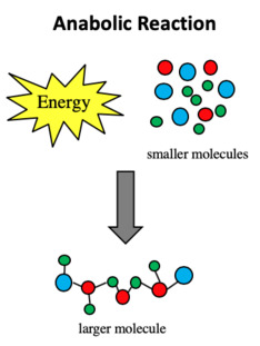 <p><span style="background-color: transparent;"><span>Function: </span></span><span style="background-color: transparent; font-family: "Helvetica Neue", sans-serif;"><span>Builds larger molecules from smaller ones&nbsp;</span></span></p><ul><li><p><span style="background-color: transparent; font-family: "Helvetica Neue", sans-serif;"><strong><em><span>Monomers + Energy → Macromolecule + Water</span></em></strong></span></p></li></ul><p>——————————————————————————————————</p><p><span style="background-color: transparent; font-family: "Helvetica Neue", sans-serif;"><span>Energy: Requires energy (endergonic)</span></span></p><p>——————————————————————————————————</p><p><span style="background-color: transparent; font-family: "Helvetica Neue", sans-serif;"><span>Examples:</span></span></p><ul><li><p><span style="background-color: transparent; font-family: "Helvetica Neue", sans-serif;"><strong><span>Condensation reactions</span></strong><span> where water is removed to join monomers &amp; form macromolecules</span></span></p><ul><li><p><span style="background-color: transparent; font-family: "Helvetica Neue", sans-serif;"><u><span>Protein synthesis</span></u><span> - joins amino acids to make polypeptides</span></span></p></li><li><p><span style="background-color: transparent; font-family: "Helvetica Neue", sans-serif;"><u><span>Glycogen formation</span></u><span> - joins glucose units for energy storage in animals</span></span></p></li><li><p><span style="background-color: transparent; font-family: "Helvetica Neue", sans-serif;"><u><span>Photosynthesis</span></u><span> - uses CO</span><sub><span>2</span></sub><span> and H</span><sub><span>2</span></sub><span>O to build glucose&nbsp;</span></span></p></li></ul></li></ul><p></p>