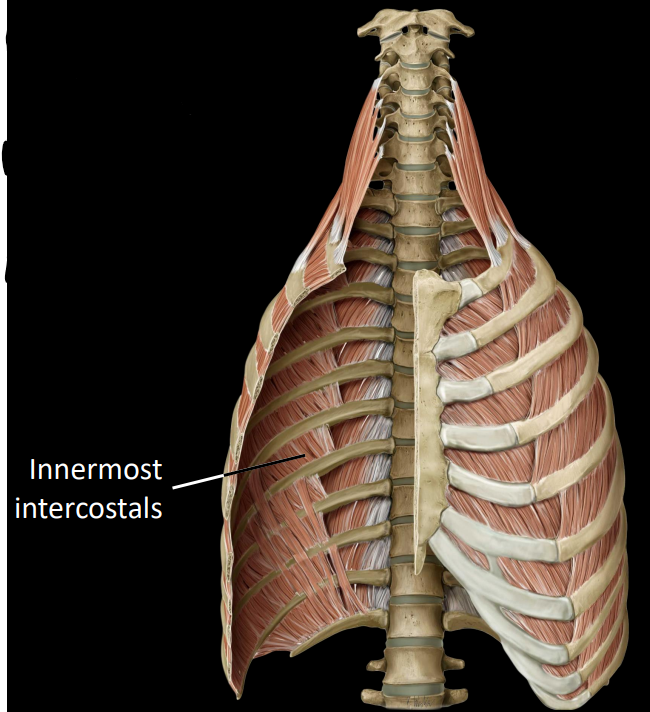<p>fibers that run inferolateral to superomedial</p><ul><li><p>depresses rib during forced exhalation (compress thorax)</p></li><li><p>only spans <strong><u>1</u></strong> intercostal space</p></li></ul><p></p>
