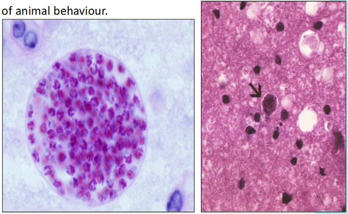 <p>What are the consequences of infection with Toxoplasma gondii in a pregnant sheep?</p>