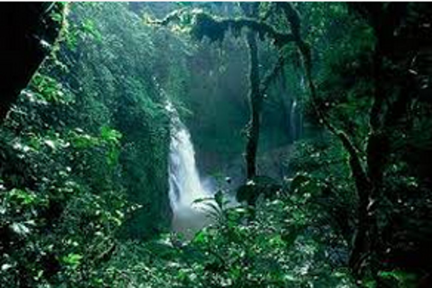 <p>(rain) forest</p>