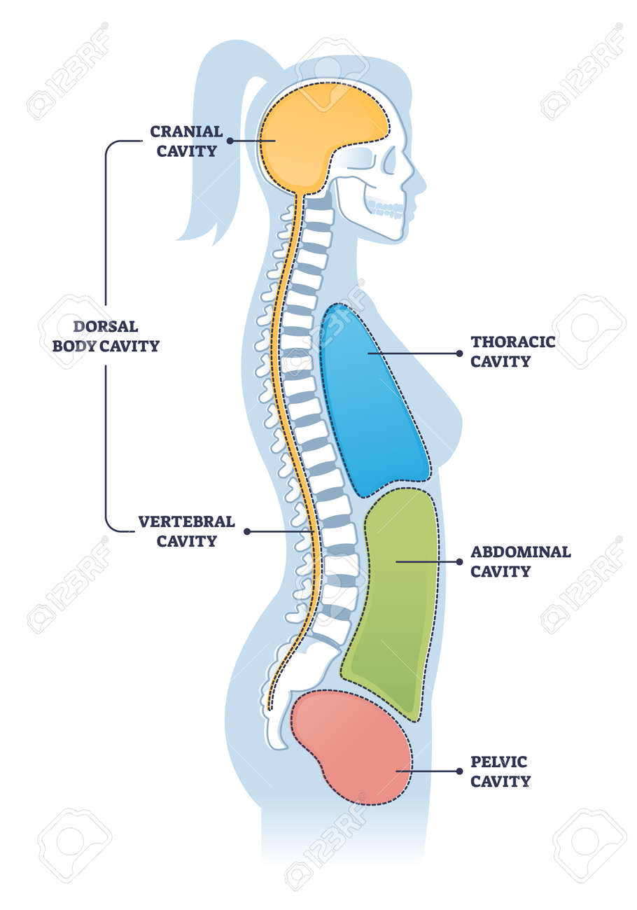 <p>Dorsal </p>