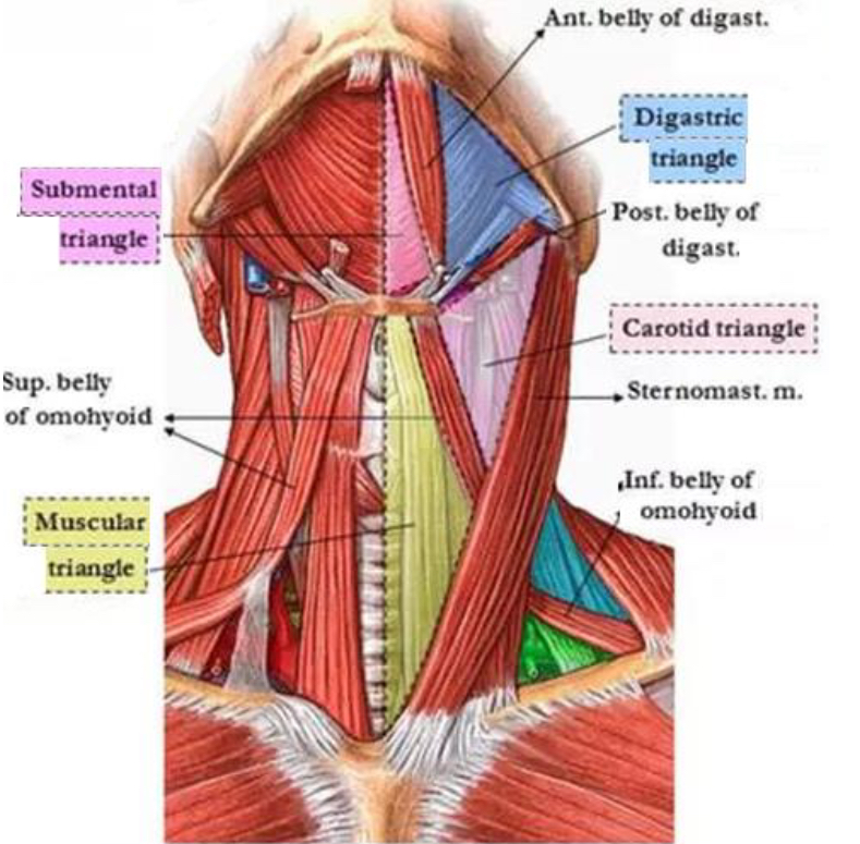 <ul><li><p>Submental</p></li><li><p>Submandibular/Digastric</p></li><li><p>Carotid </p></li><li><p>Muscular</p></li></ul><p></p>