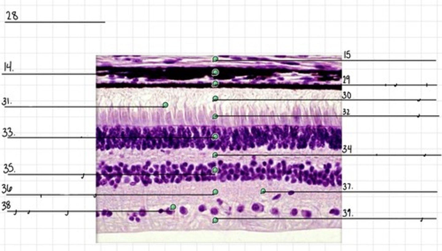 <p>39</p>