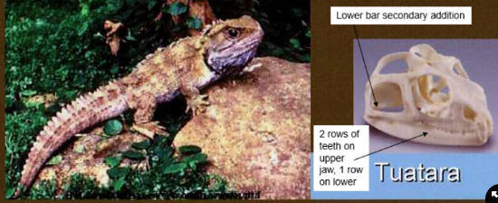 <ul><li><p>are found on islands, have spines on their back</p></li><li><p>are <strong>nocturnal</strong> but have a <strong>low body temp</strong> and are still <strong>active</strong></p></li><li><p>live in <strong>burrows with seabirds</strong></p><ul><li><p>mess of seabird nest attracts <strong>arthropods→ feed on these</strong></p></li><li><p>arthropods are active at night→ may be why tuatara are nocturnal</p></li></ul></li><li><p>have a <strong>diapsid skull</strong></p></li><li><p>have<strong> 2 rows of teeth on the upper jaw and 1 set of teeth on the lower jaw </strong>that fits in between→ manipulate food</p></li></ul>