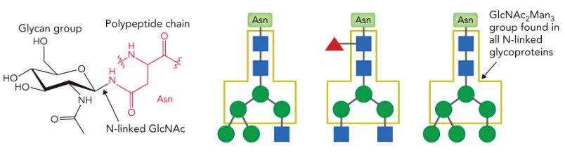 <p>2 N-acetylglucosamine + 3 mannose attached to Asn</p>