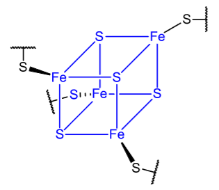 <p>Why are FeS centres excellent fast ET transfer centres?</p>