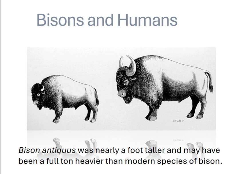 <p>Bison antiquus was nearly a foot taller and may have been a full ton heavier than modern species of bison </p>
